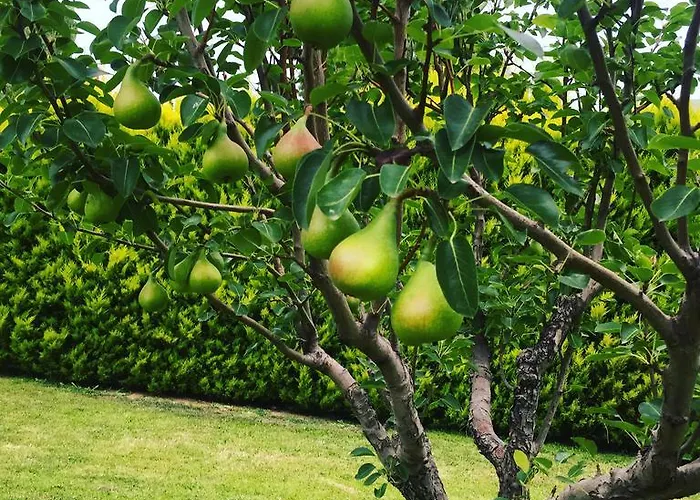 Aparthotel Mare Karystos (Evia)